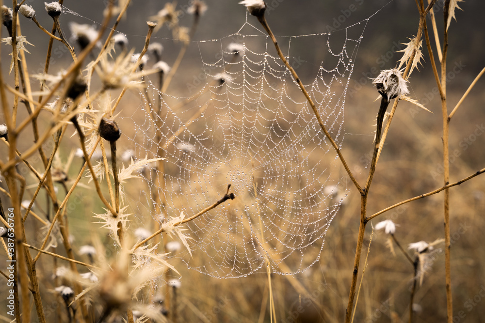 Misty spiderweb on a field