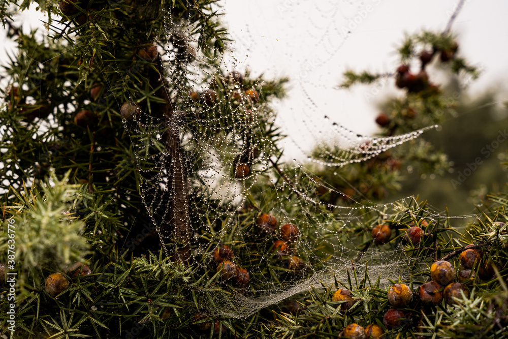 Misty spiderweb in a forest