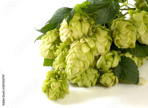 isolated image of hops close up