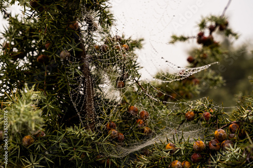 Obraz na płótnie Misty spiderweb in a forest w salonie