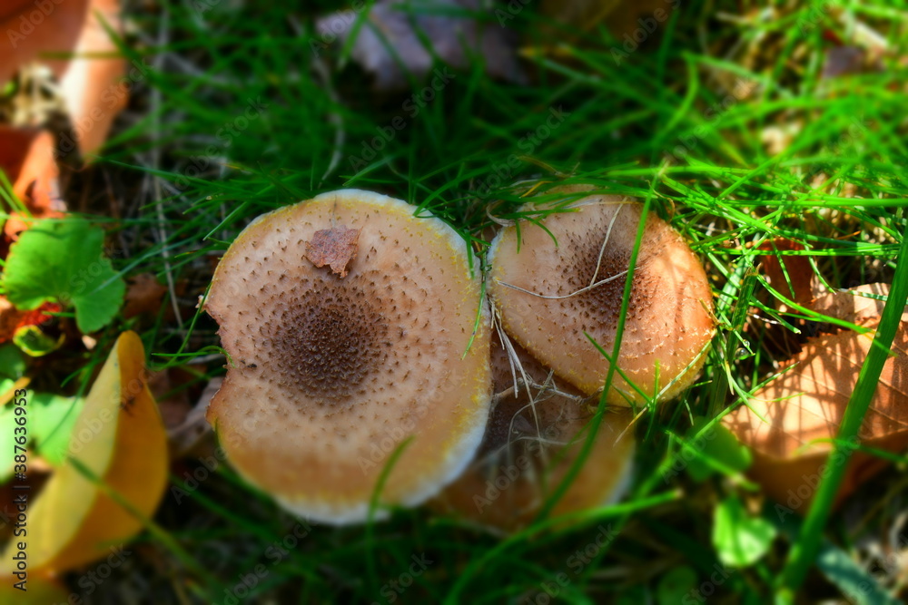 mushrooms in the grass mushrooms in the grass