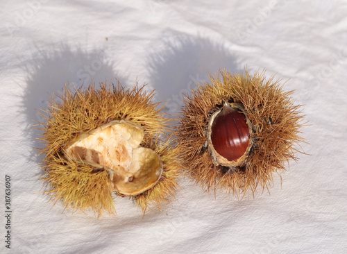 chustnuts thorns shells autumn isolated in white background