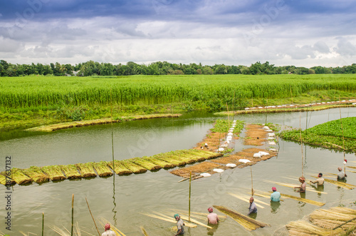 Jute harvesting wash