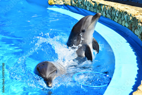 Two dolphins in the pool entertain the children by jumping out of the water. Dolphinarium. Oceanarium.