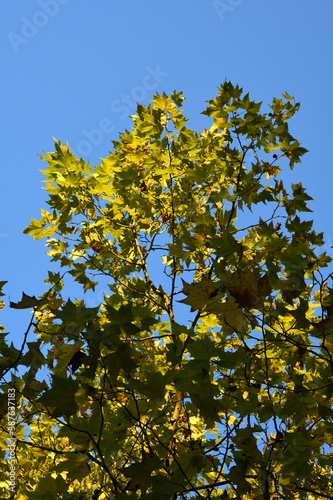 yellow leaves on tree against blue sky. autumn season.