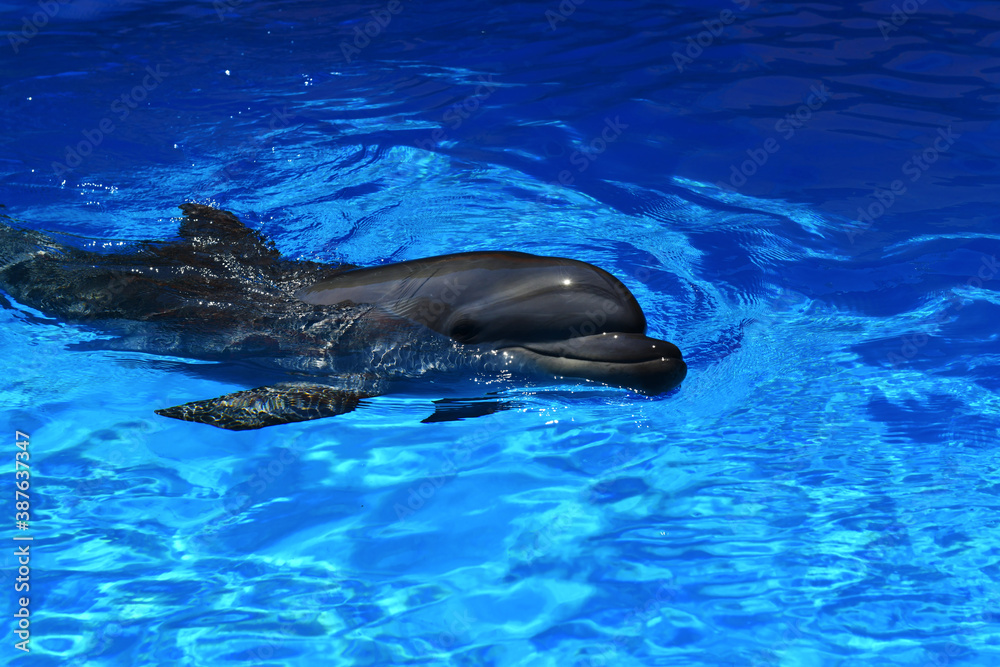 Dolphin is a marine mammal. Sociable animal. A kind and intelligent whale  swims from the depths to the surface of blue water. Stock Photo | Adobe  Stock