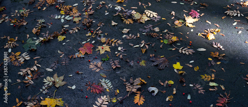 Panel kuchenny z motywem kolorowe naturalne liście jesienią w parku