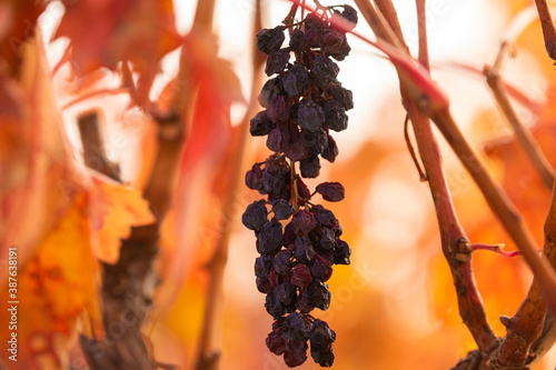 Natural raisins in the vineyards of Campo de Borja, near the small town of Magallon, Aragon, Spain. photo