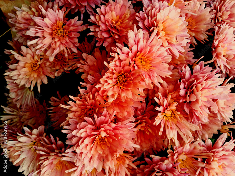 flower, flowers, chrysanthemum, pink, nature, garden, red, plant, floral, dahlia, orange, petal, yellow, beauty, blossom, bloom, bouquet, summer, aster, autumn, purple, color, flora, beautiful, mums