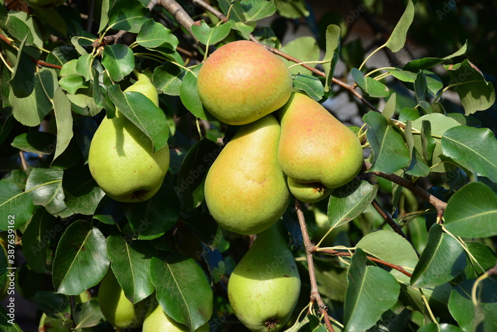 The ripe sweet pears on a tree branch. The ripe sweet pears on a tree branch.