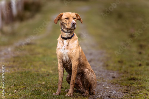Dirty dog in a muddy field