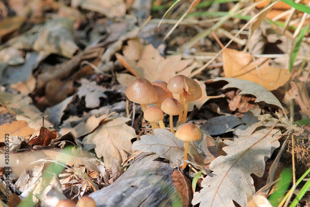 Mushrooms on old trees in the forest in autumn