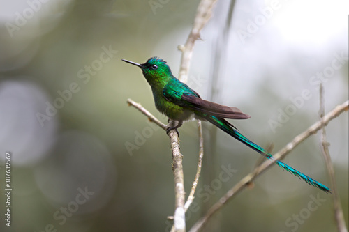 Neotropical hummingbirds with iridiscent color plumage