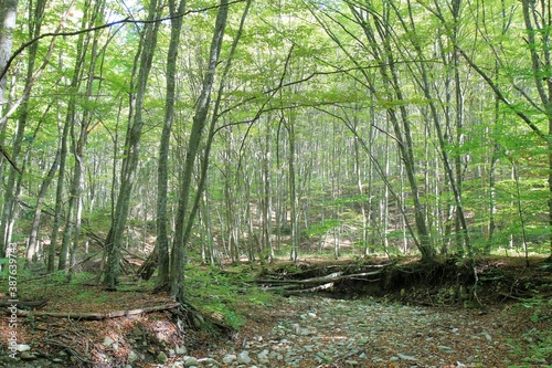 Dry riverbed of the Armera river in the autumn forest near the Orlov Kamen waterfall in Bulgaria