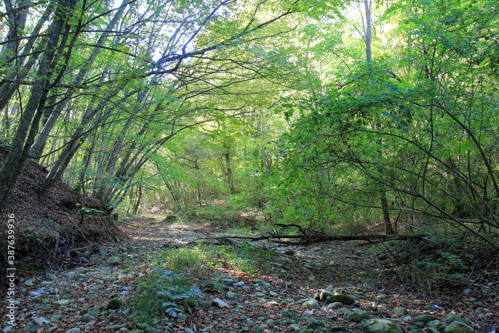 Fototapeta premium Dry riverbed of the Armera river in the autumn forest near the Orlov Kamen waterfall in Bulgaria