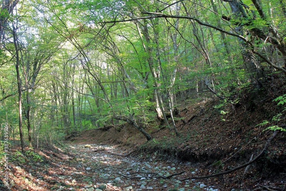 Obraz premium Dry riverbed of the Armera river in the autumn forest near the Orlov Kamen waterfall in Bulgaria