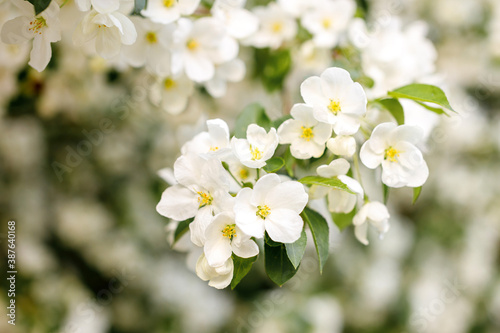 apple-tree flowers in the spring on a tree branch © metelevan