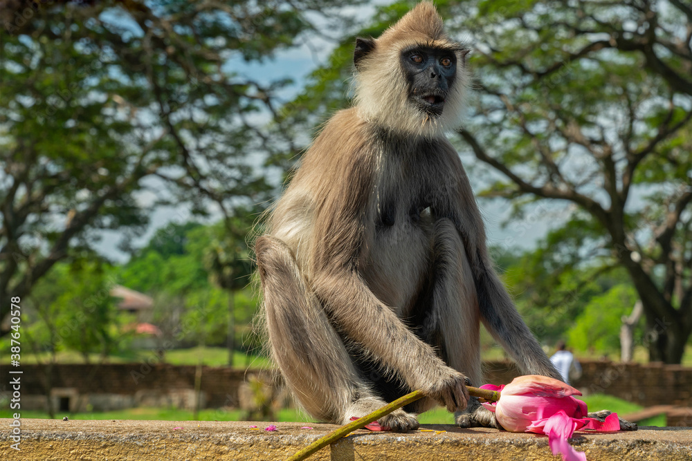 Fototapeta premium Sri Lanka, Monkey sitting with lotus flower