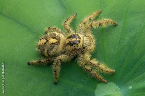 Adult female jumping spider Hyllus diardi