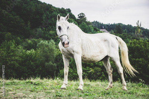 Horses farm Slovakia