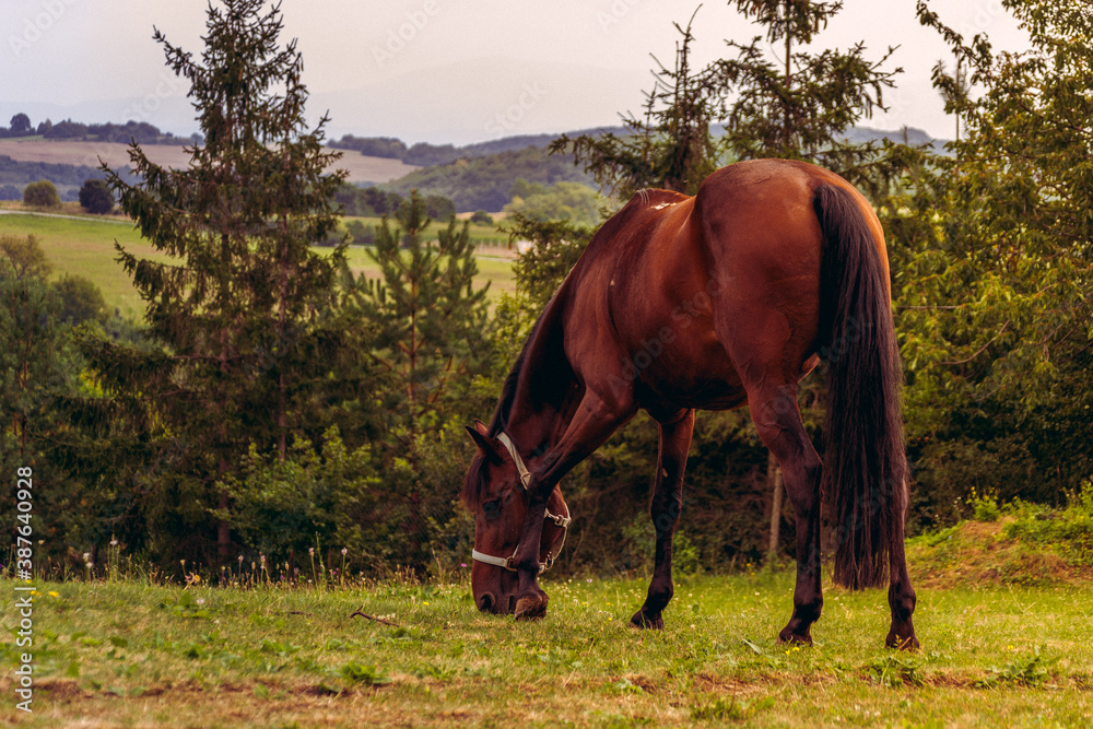 Obraz premium Horses farm Slovakia