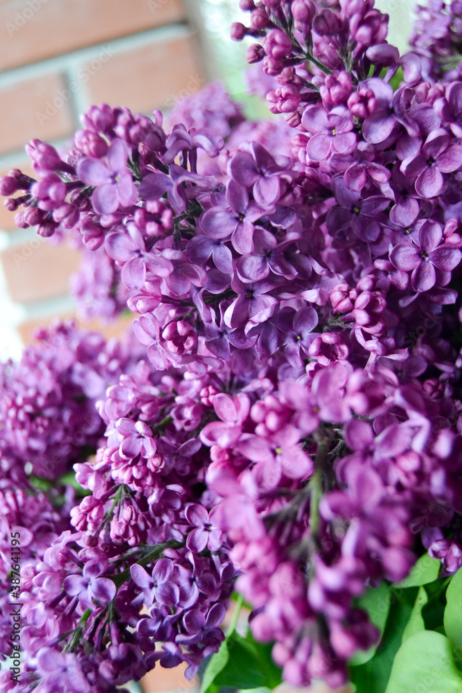 Obraz premium flowers