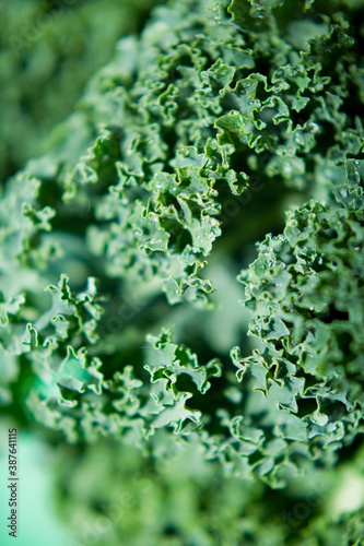 Close up green curly kale salad