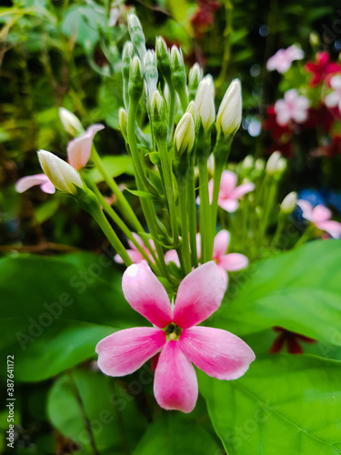 pink and white flowers with vibrant effect
