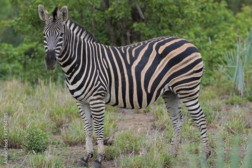 Photo of African zebra in full growth  photo in profile