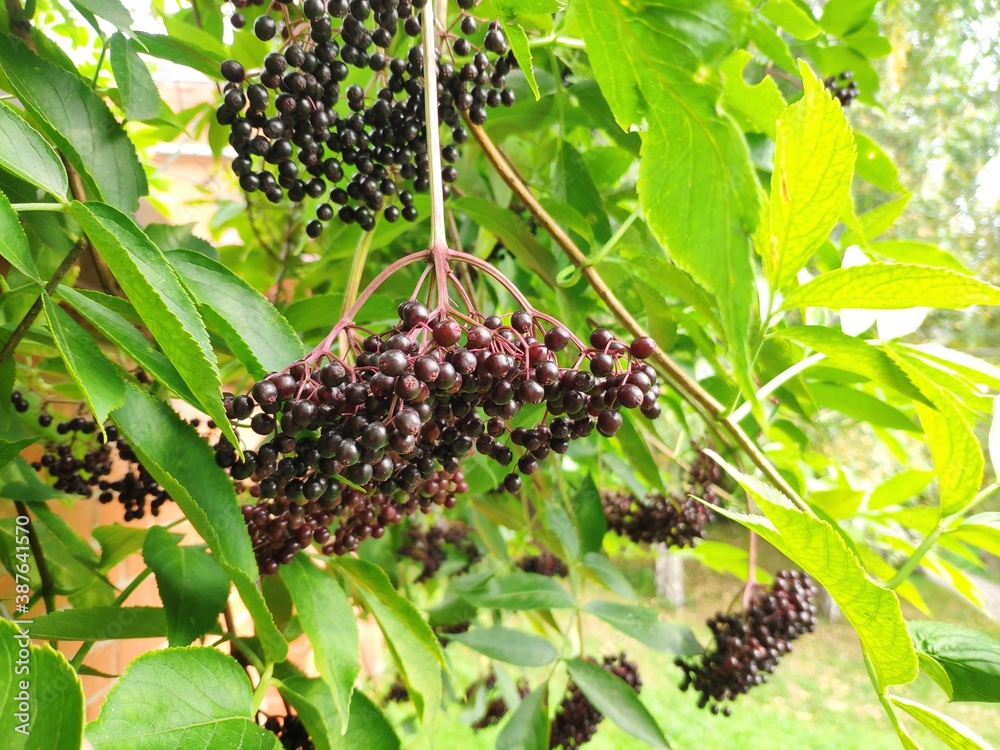A black fruits of Sambucus. Black berries elderberry