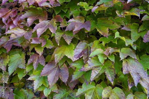 ivy leaves on wall
