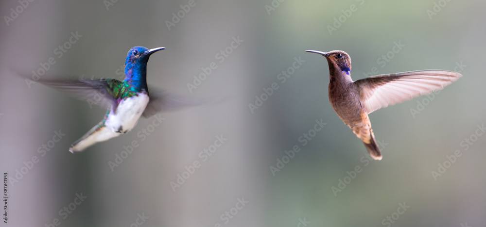 Fototapeta premium Neotropical hummingbirds in flight with iridescent color plumage