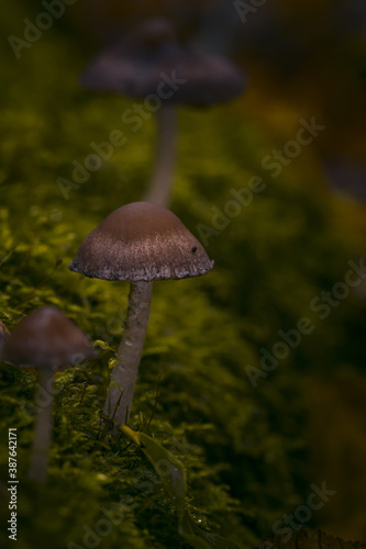 Pilze im Märchenwald