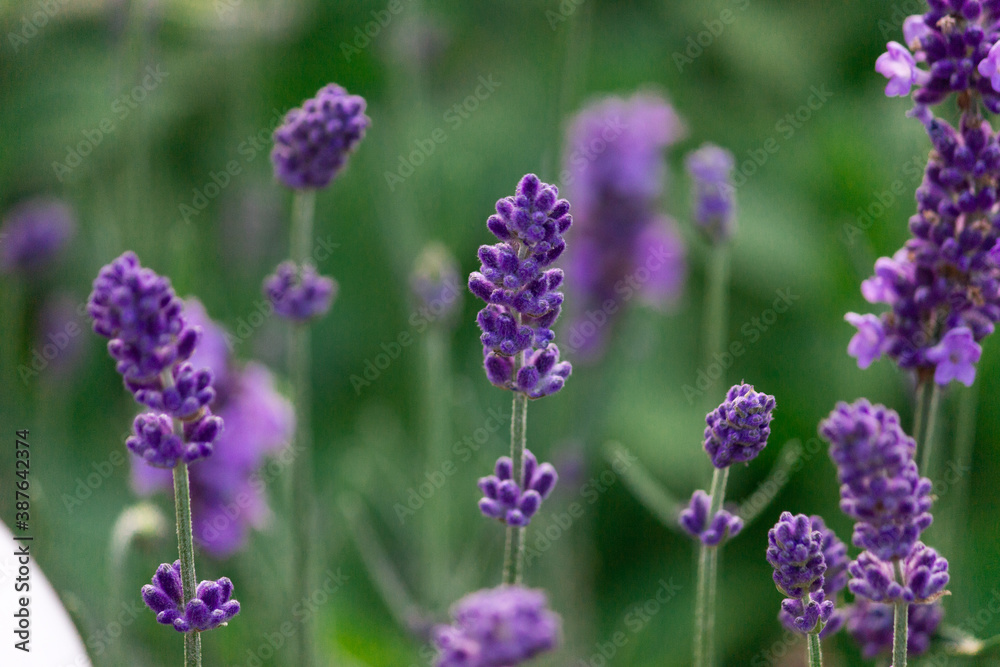 lavender flowers - close-up. A bouquet of fragrant flowers in lavender fields in French Provence near Valensole lavender flowers - close-up. A bouquet of fragrant flowers in lavender fields in French Provence near Valensole