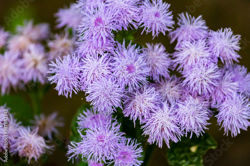 Ageratum Gauston, or Ageratum Mexican, or Dolgotsvetka is a perennial herb of the Astrov family. © Irida