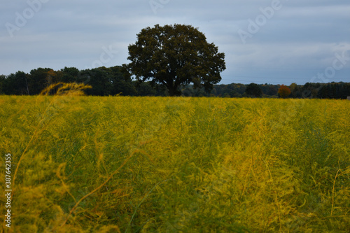 a yellow golden field agriculture in autumn spring fall season October a tree in the middle in Nienburg Germany