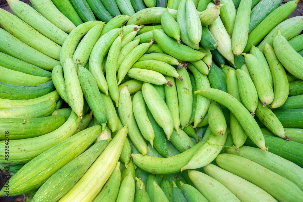 Fresh Sponge Gourd collected from the vegetable garden is being lined up for the market. Fresh Sponge Gourd collected from the vegetable garden is being lined up for the market.