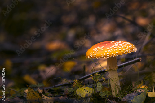 Fliegenpilze im Wald  Herbst