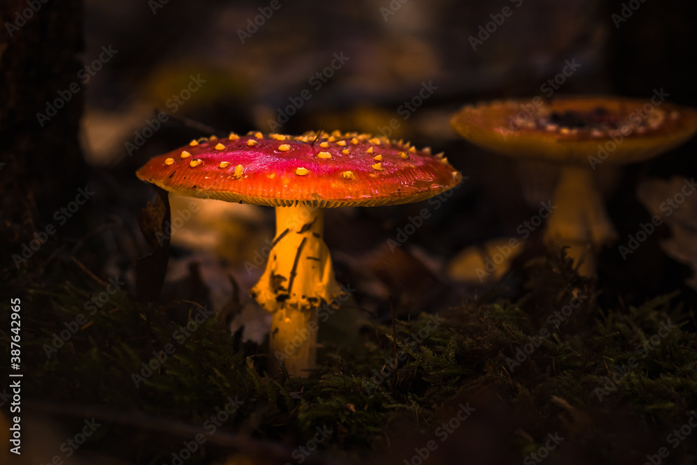 Fliegenpilze im Wald, Herbst