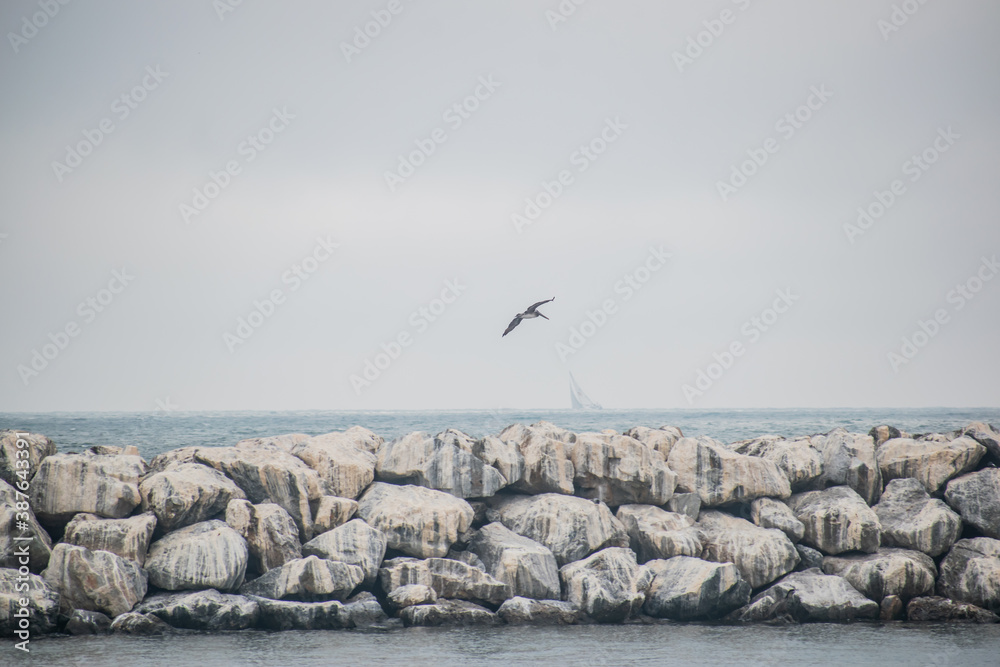 Birds skim across water at breakwater Birds skim across water at breakwater