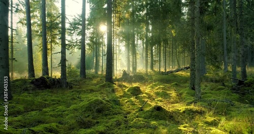 Magical misty forest in early foggy summer morning at sunrise dolly shot