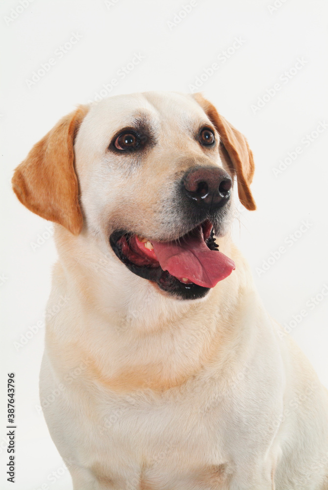 labrador portrait on white background