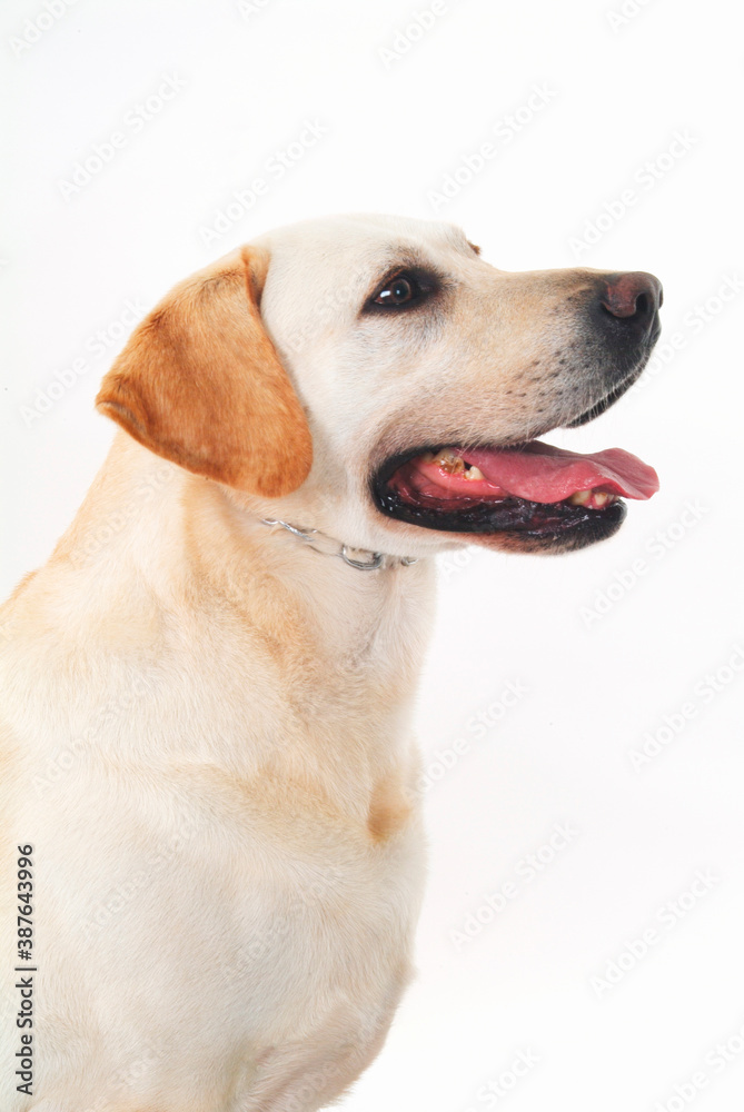 labrador portrait on white background