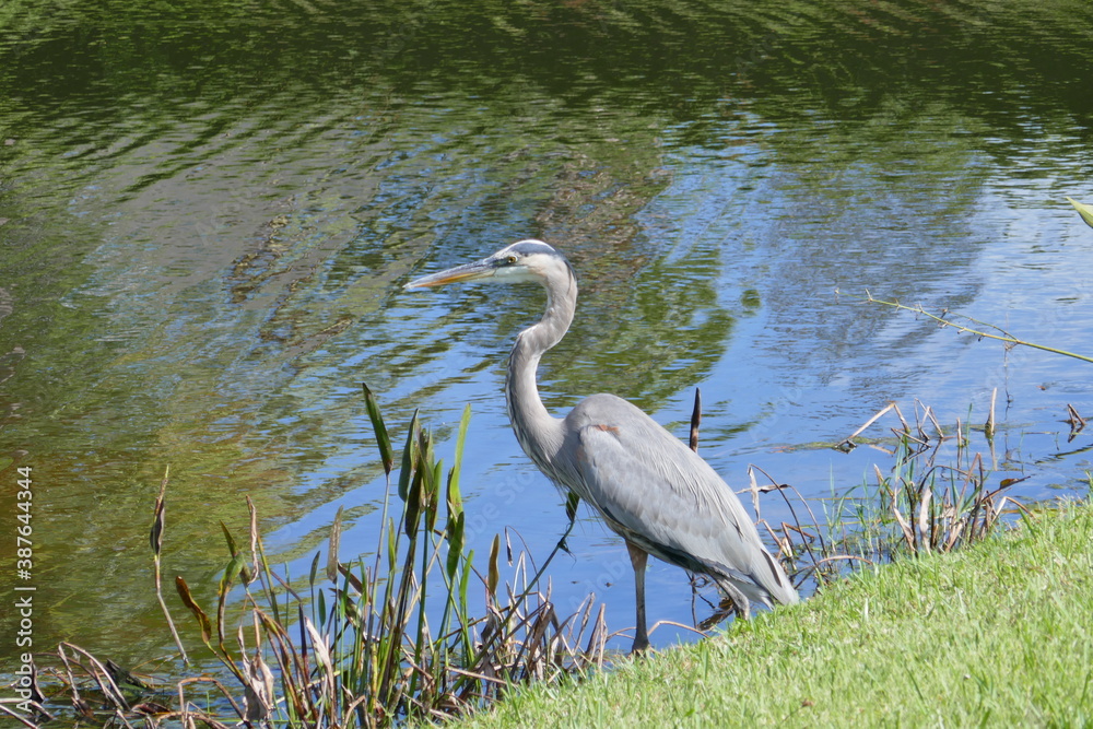 egret or heron look for food in a pond