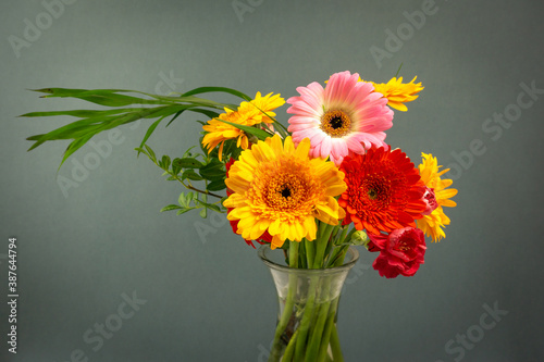 A bunch of barberton daisy colorful flowers in a vase on green background