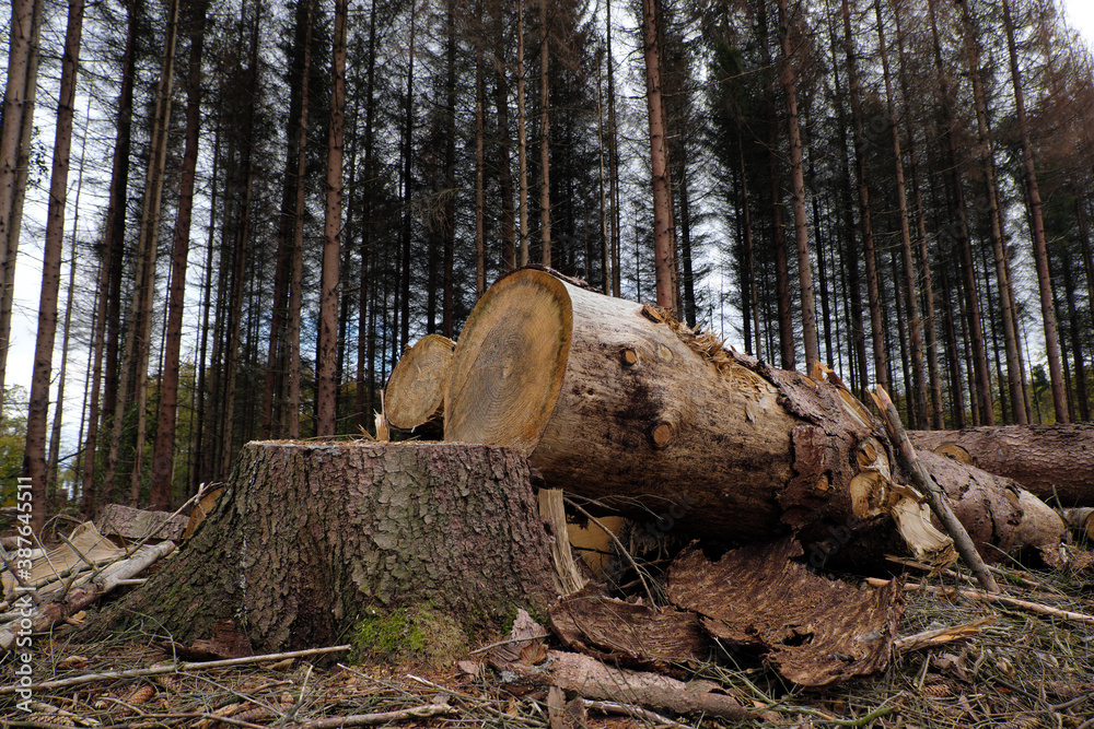 Baumstumpf und Baumstämme in abgeholztem Wald und vertrocknete Bäume im Hintergrund - Stockfoto Baumstumpf und Baumstämme in abgeholztem Wald und vertrocknete Bäume im Hintergrund - Stockfoto