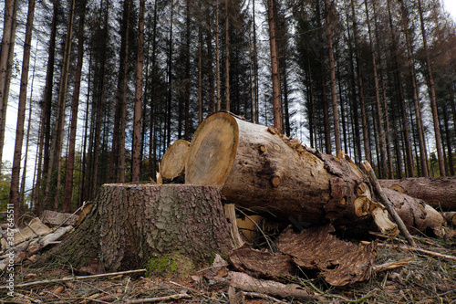 Baumstumpf und Baumstämme in abgeholztem Wald und vertrocknete Bäume im Hintergrund - Stockfoto