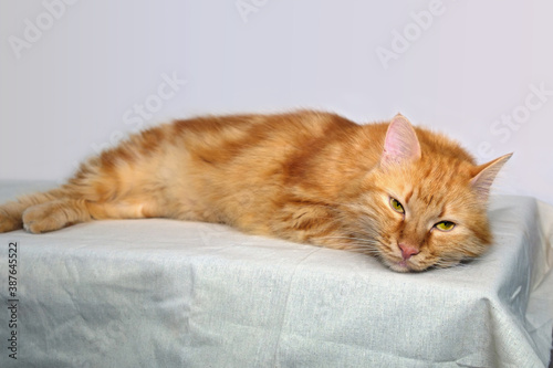 A red cat is laying and relaxing on the table with white tablecloth