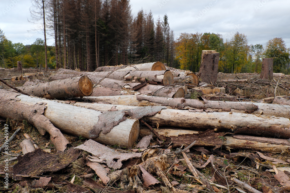 Tree trunks in deforested woodland disposed to wood-working industry in times of climate change and global warming - Stockphoto Tree trunks in deforested woodland disposed to wood-working industry in times of climate change and global warming - Stockphoto