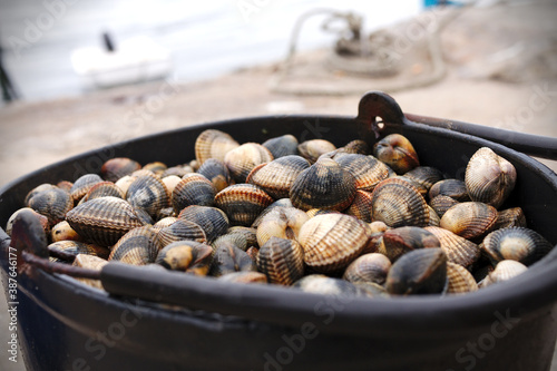 Pêche de coquillages Praires photo